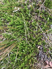 Harrimanella hypnoides