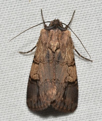 Dichagyris grotei