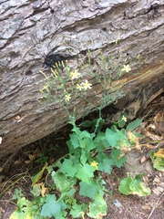 Mycelis muralis