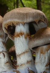 Cortinarius cyanites