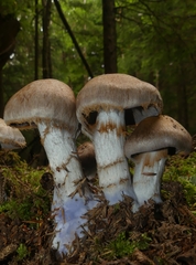 Cortinarius cyanites