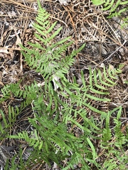 Pteridium latiusculum