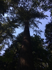 Pseudotsuga menziesii