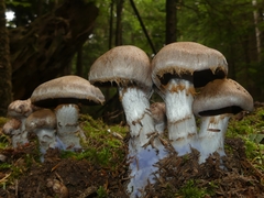 Cortinarius cyanites
