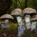 Cortinarius Sect. Cyanites - Photo (c) Warren Cardimona, some rights reserved (CC BY-NC), uploaded by Warren Cardimona