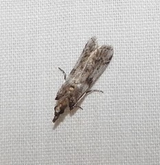 Laetilia dilatifasciella