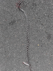 Pseudelaphe phaescens