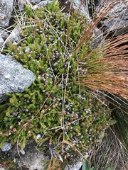 Oreojuncus trifidus