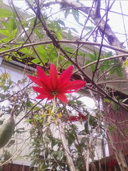 Passiflora antioquiensis