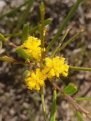 Acacia cupularis
