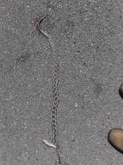 Pseudelaphe phaescens