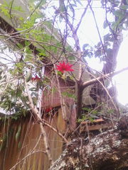 Passiflora antioquiensis