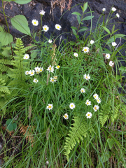 Erigeron hyssopifolius