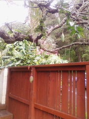 Passiflora antioquiensis