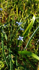 Tecophilaea violiflora