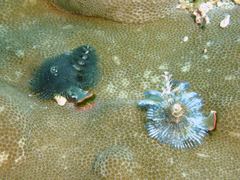 Spirobranchus corniculatus