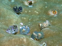 Spirobranchus corniculatus