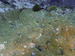 Spirobranchus corniculatus