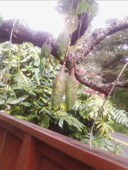 Passiflora antioquiensis