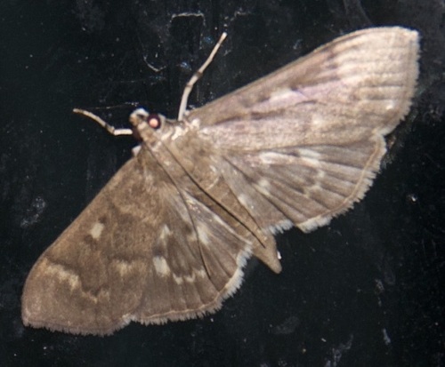 Serpentine Webworm Moth photo 5