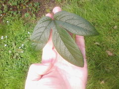 Passiflora antioquiensis