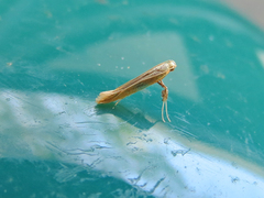 Caloptilia packardella