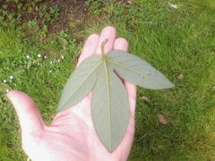 Passiflora antioquiensis
