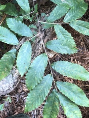 Castanea pumila