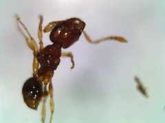 Formicidae