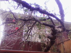 Passiflora antioquiensis