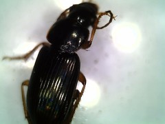 Carabidae