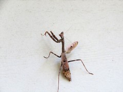 Stagmomantis