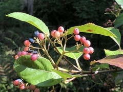 Viburnum nitidum