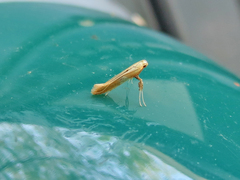Caloptilia packardella