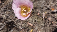 Calochortus plummerae
