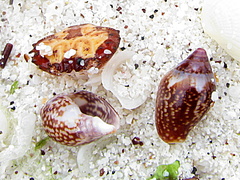 Columbella