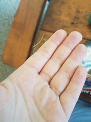 Acrophylla wuelfingi