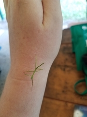 Acrophylla wuelfingi