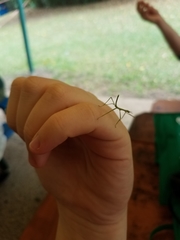 Acrophylla wuelfingi