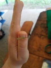 Acrophylla wuelfingi