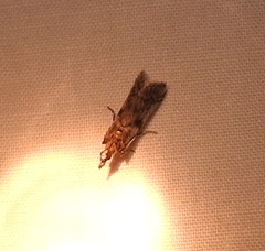 Laetilia dilatifasciella