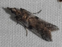 Laetilia dilatifasciella