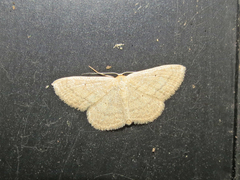Scopula inductata