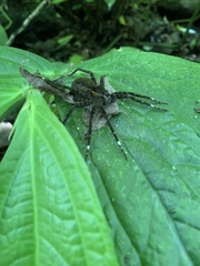 Dolomedes raptor