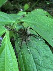 Dolomedes raptor
