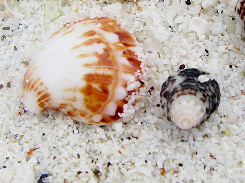 Strophocardia megastropha