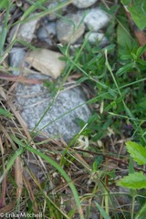 Dianthus deltoides deltoides
