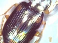 Carabidae