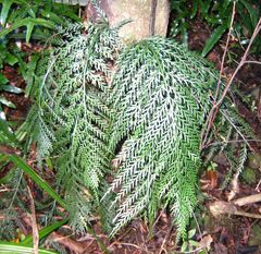 Asplenium appendiculatum appendiculatum