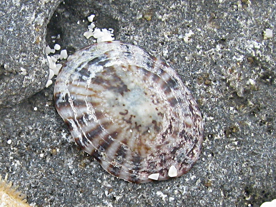 Lottia mimica